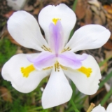 iris